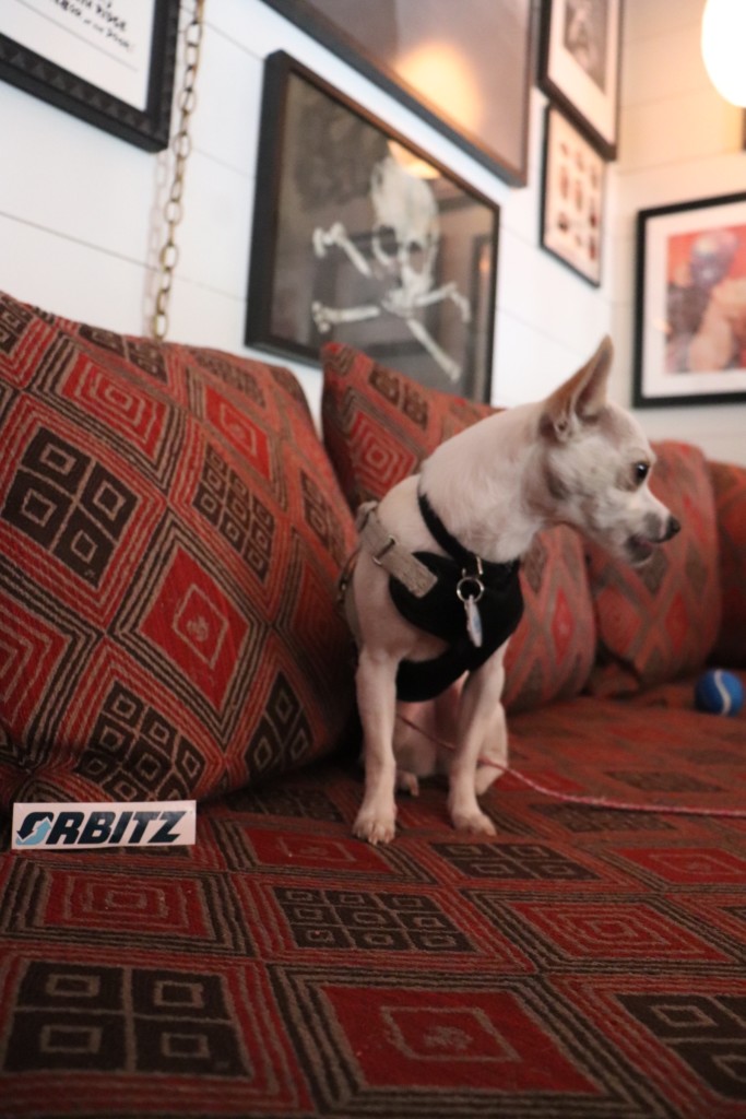 pet friendly travel with orbitz the modern day girlfriend 