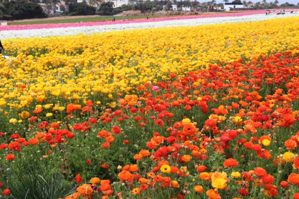 the flower fields