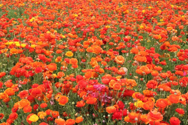 the flower fields