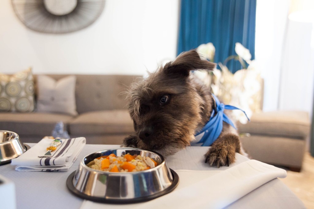 pet friendly travel with orbitz the modern day girlfriend 