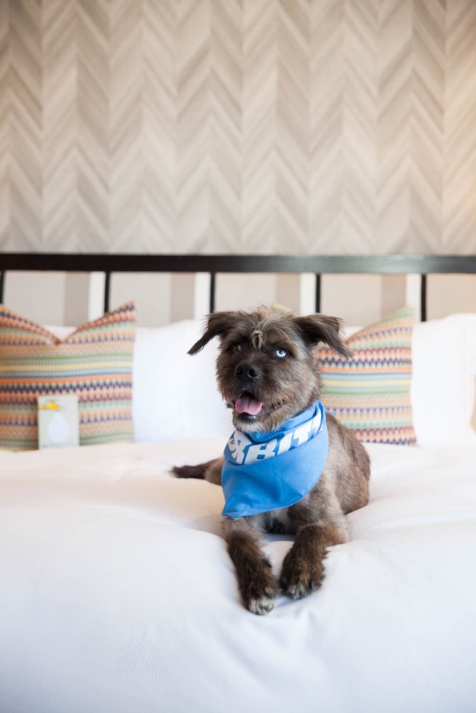 pet friendly travel with orbitz the modern day girlfriend 